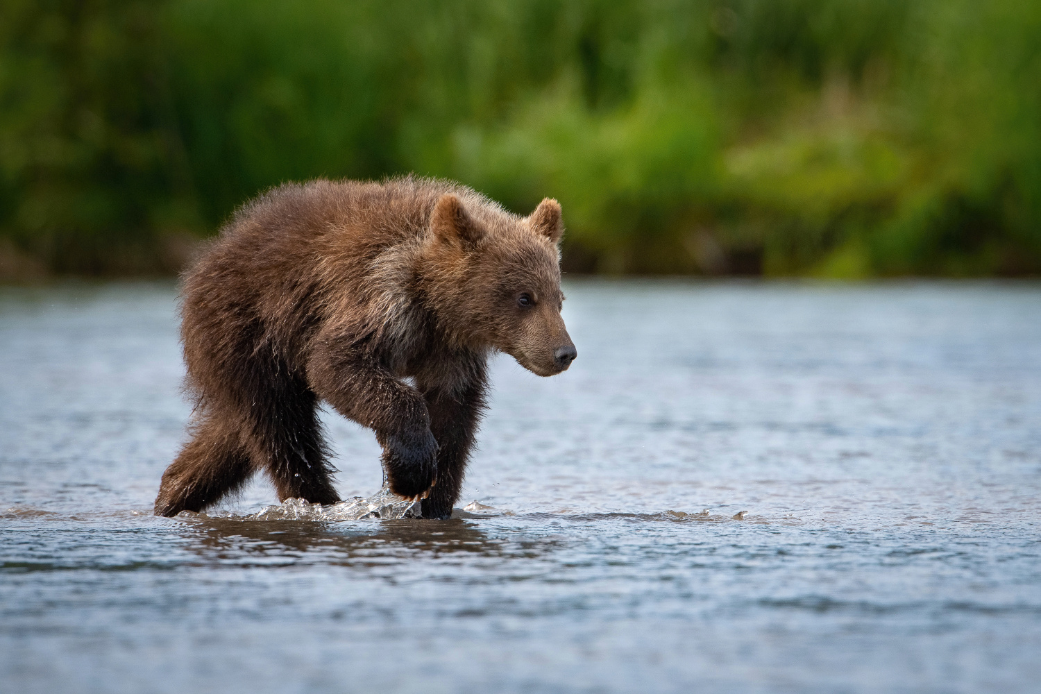 medvěd hnědý kamčatský (Ursus arctos beringianus) Kamchatka brown bear