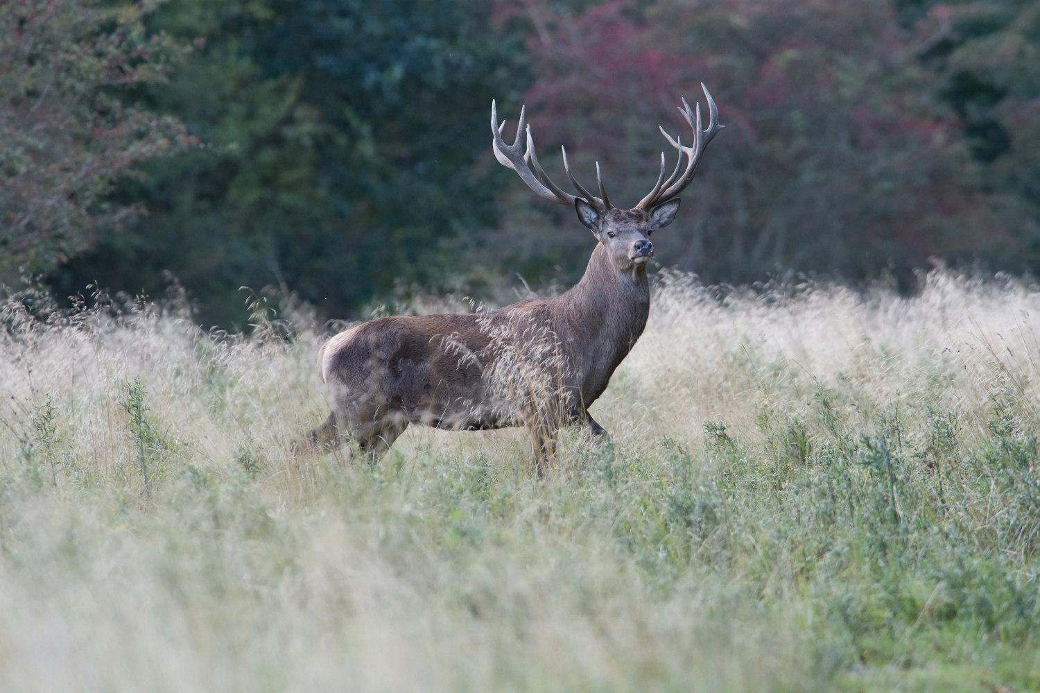 jelen lesní (Cervus elaphus) Red deer