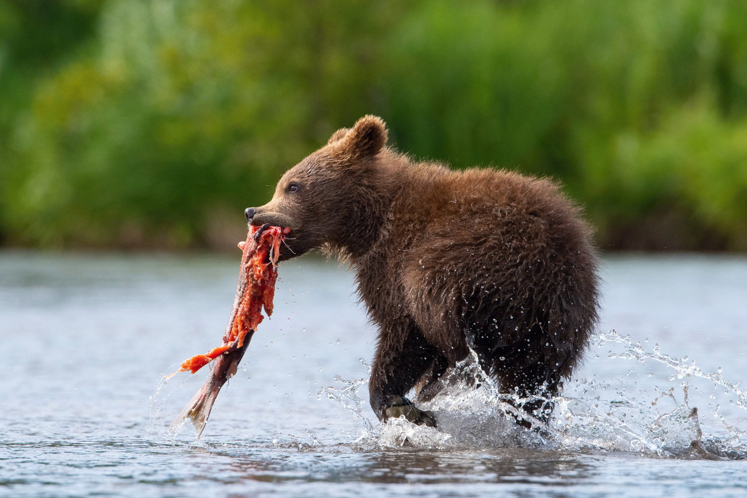 medvěd hnědý kamčatský (Ursus arctos beringianus) Kamchatka brown bear