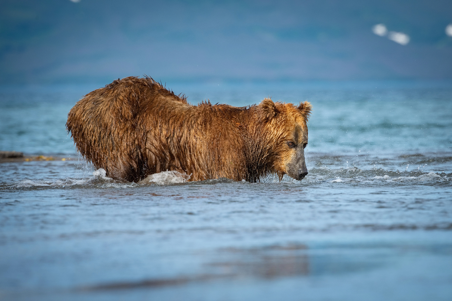 medvěd hnědý kamčatský (Ursus arctos beringianus) Kamchatka brown bear