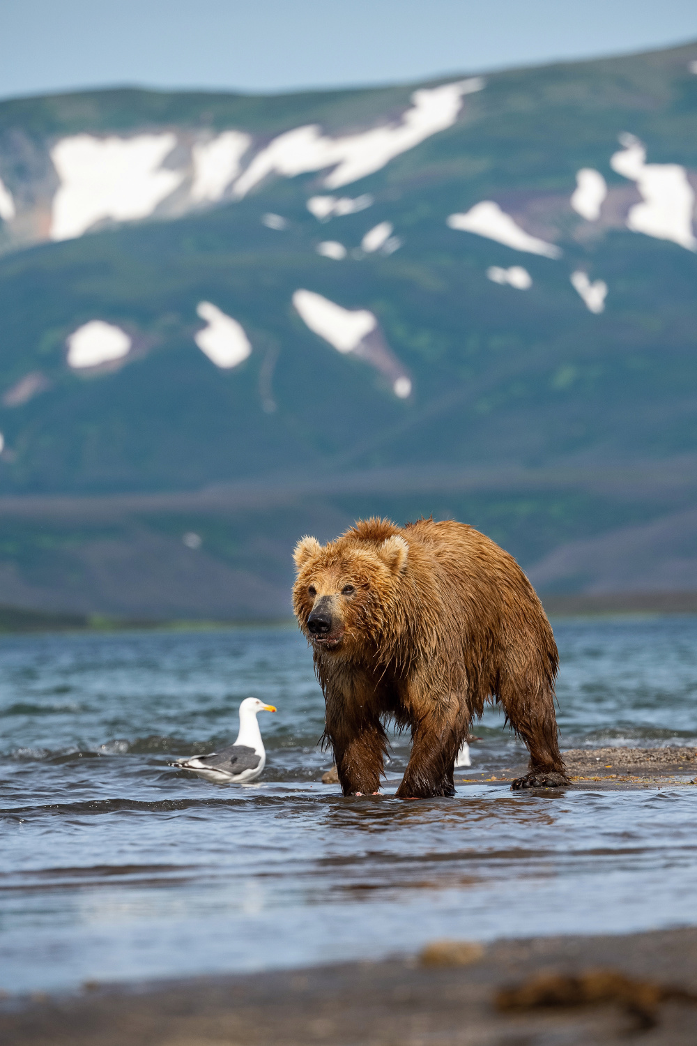 medvěd hnědý kamčatský (Ursus arctos beringianus) Kamchatka brown bear