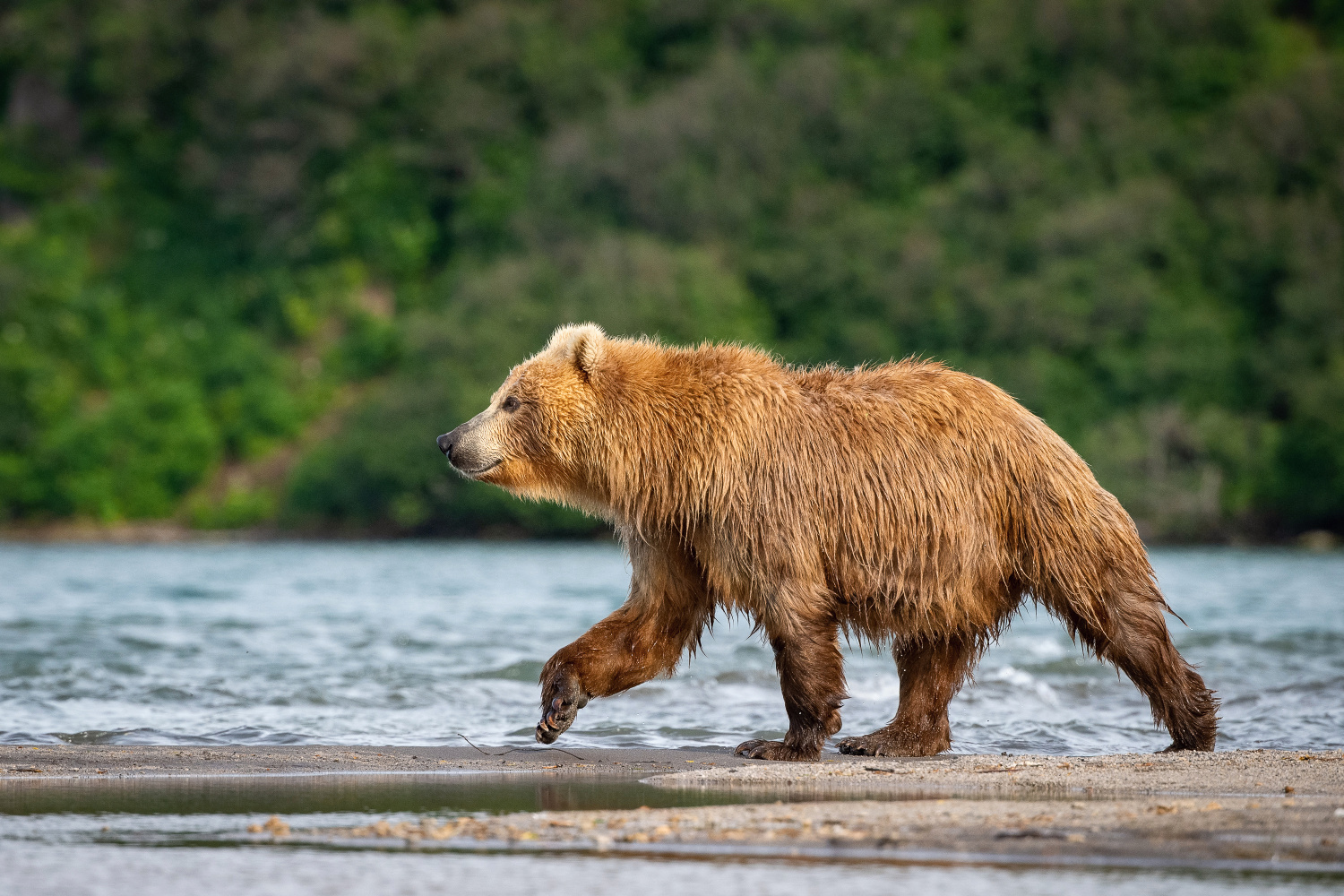 medvěd hnědý kamčatský (Ursus arctos beringianus) Kamchatka brown bear