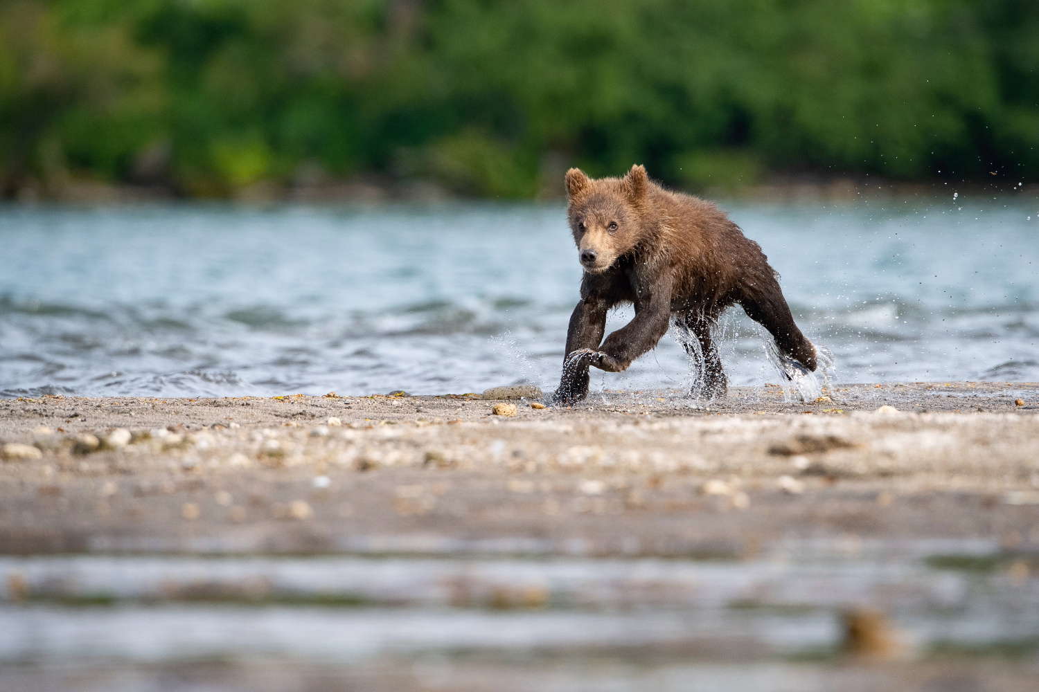 medvěd hnědý kamčatský (Ursus arctos beringianus) Kamchatka brown bear