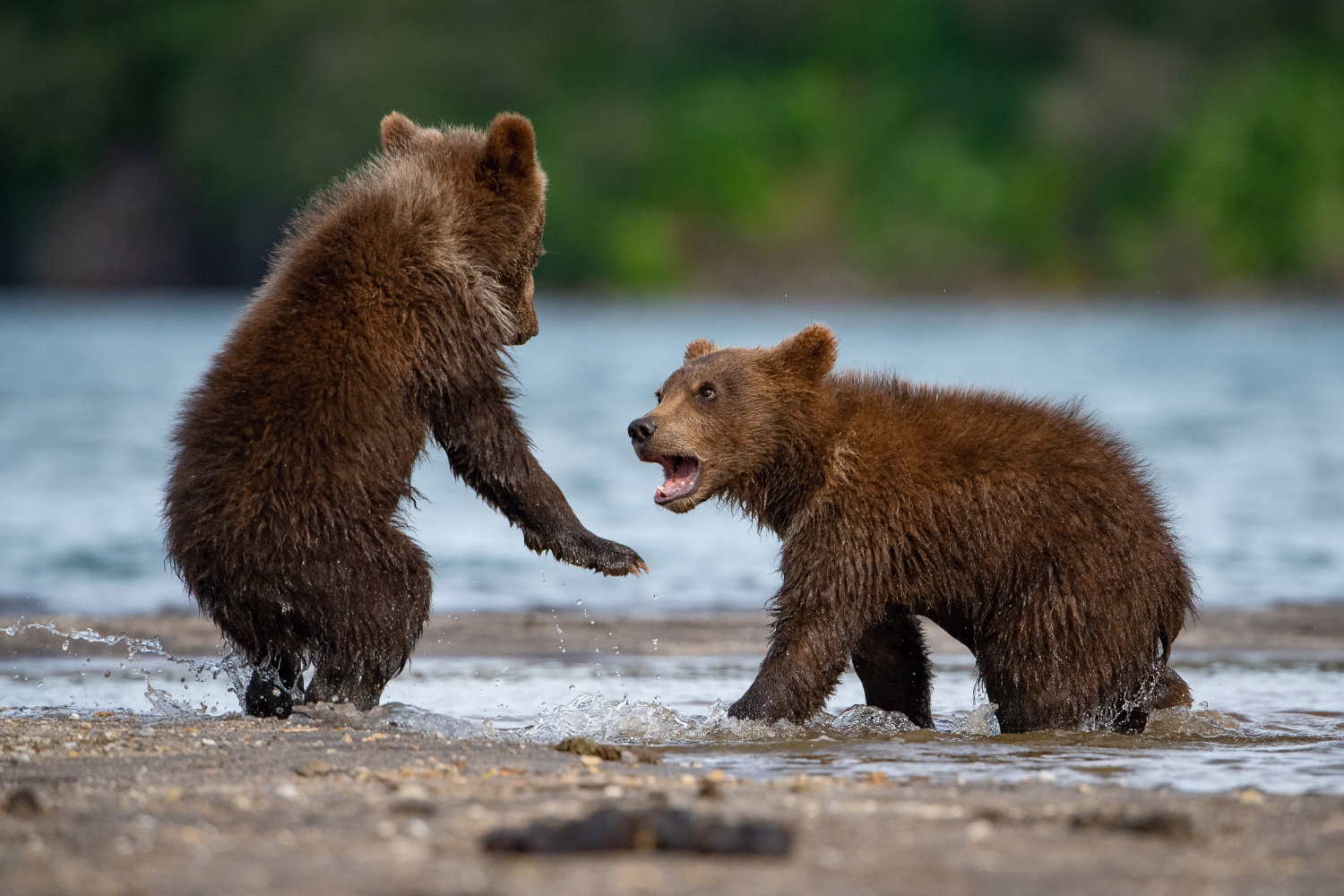 medvěd hnědý kamčatský (Ursus arctos beringianus) Kamchatka brown bear