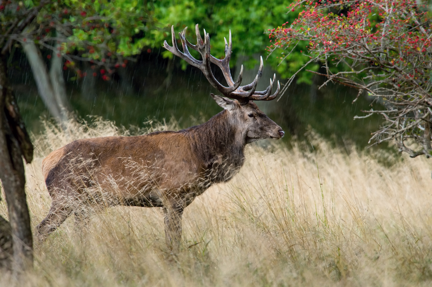 jelen lesní (Cervus elaphus) Red deer