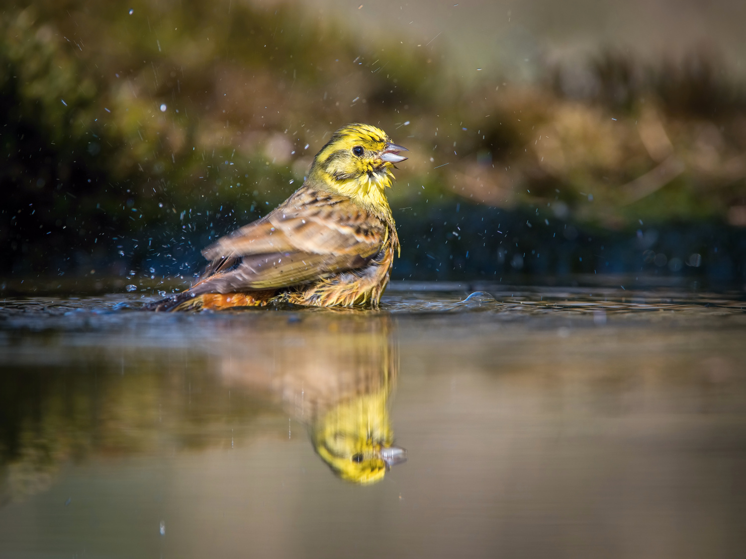 strnad obecný (Emberiza citrinella) Yellowhammer