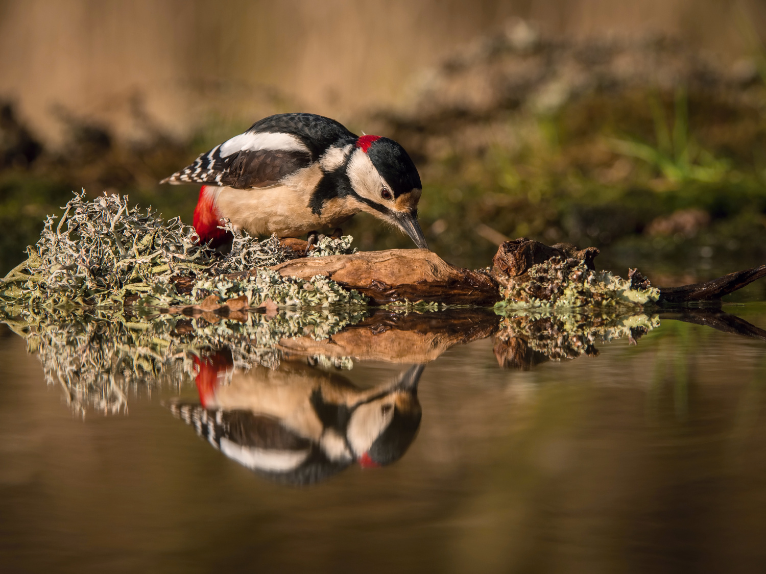 strakapoud velký (Dendrocopos major) Great spotted woodpecker