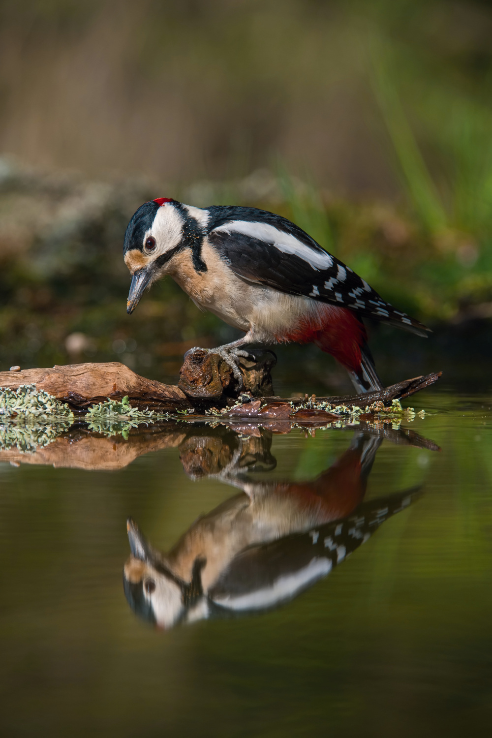 strakapoud velký (Dendrocopos major) Great spotted woodpecker