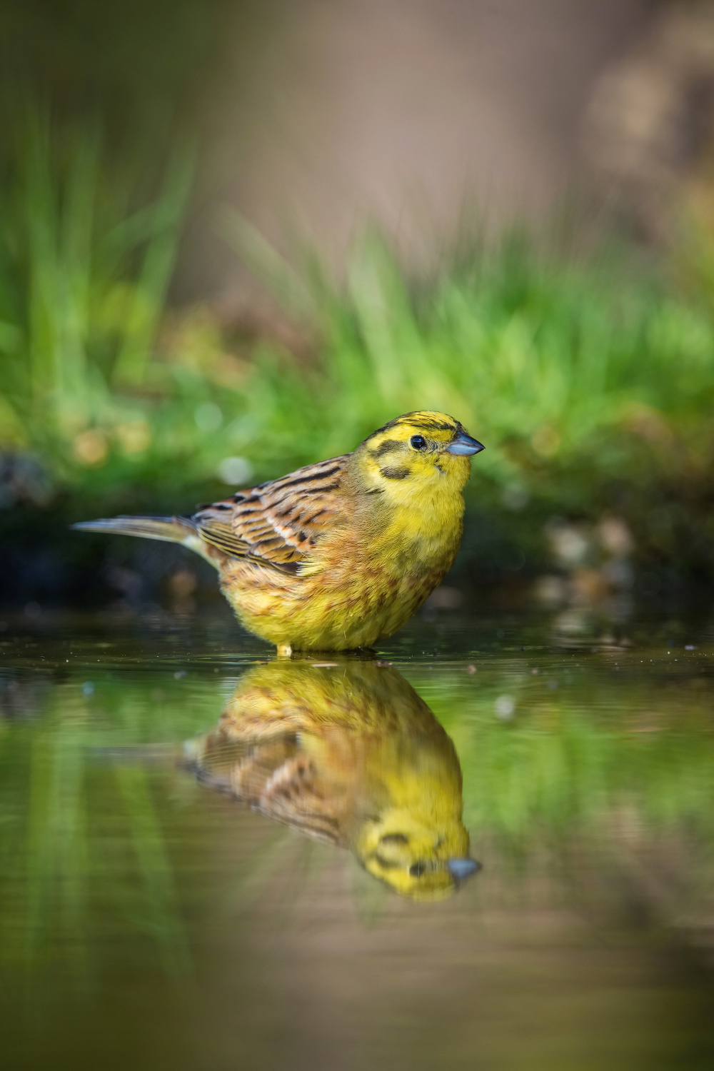 strnad obecný (Emberiza citrinella) Yellowhammer