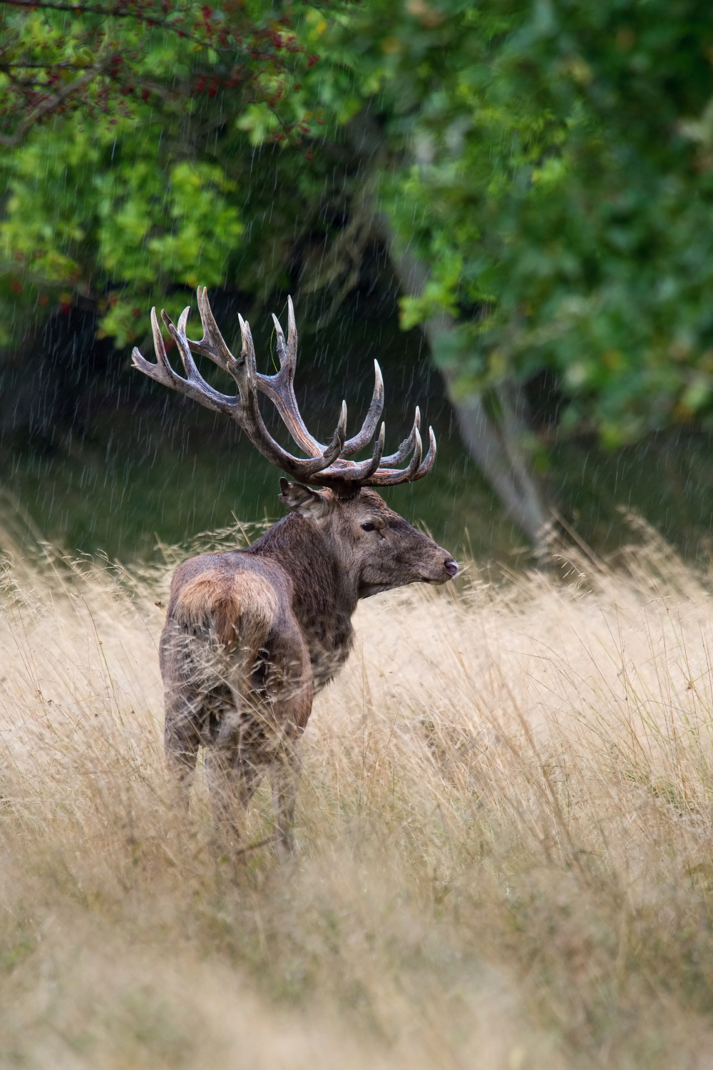 jelen lesní (Cervus elaphus) Red deer