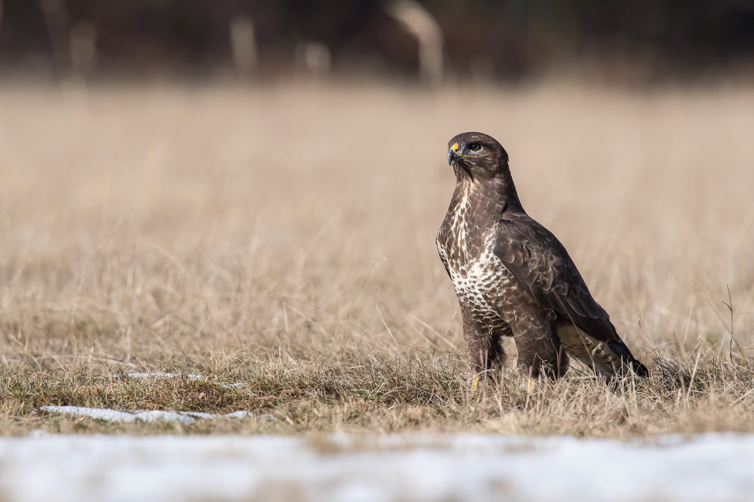 káně lesní (Buteo buteo) Common buzzard