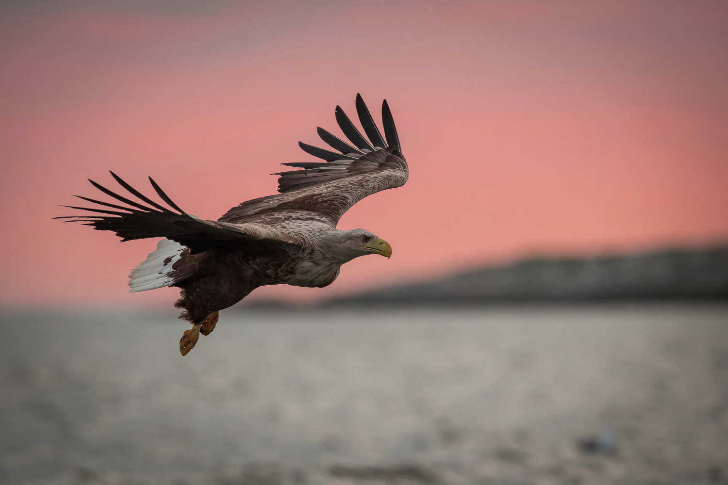 orel mořský (Haliaeetus albicilla) White-tailed eagle