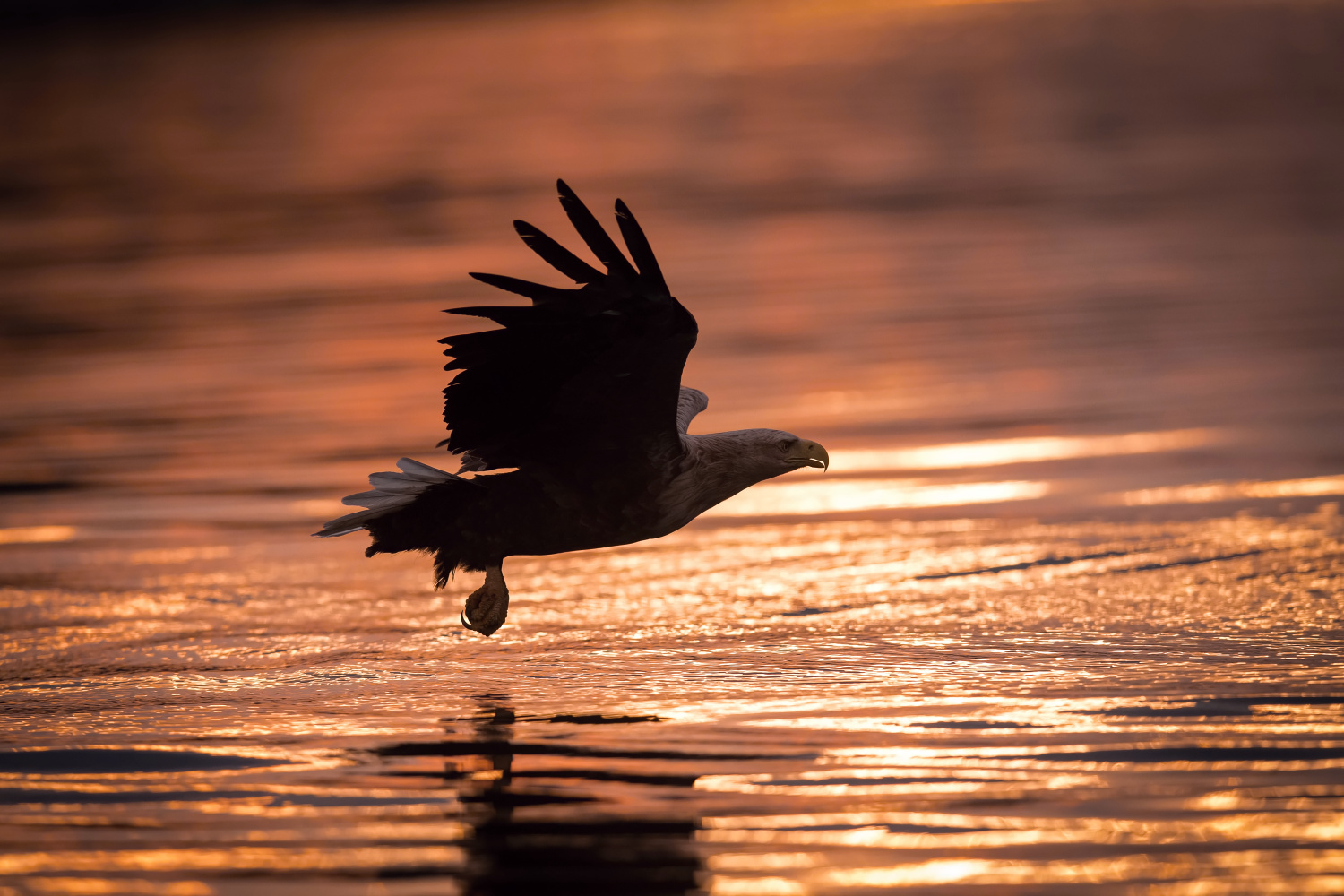 orel mořský (Haliaeetus albicilla) White-tailed eagle