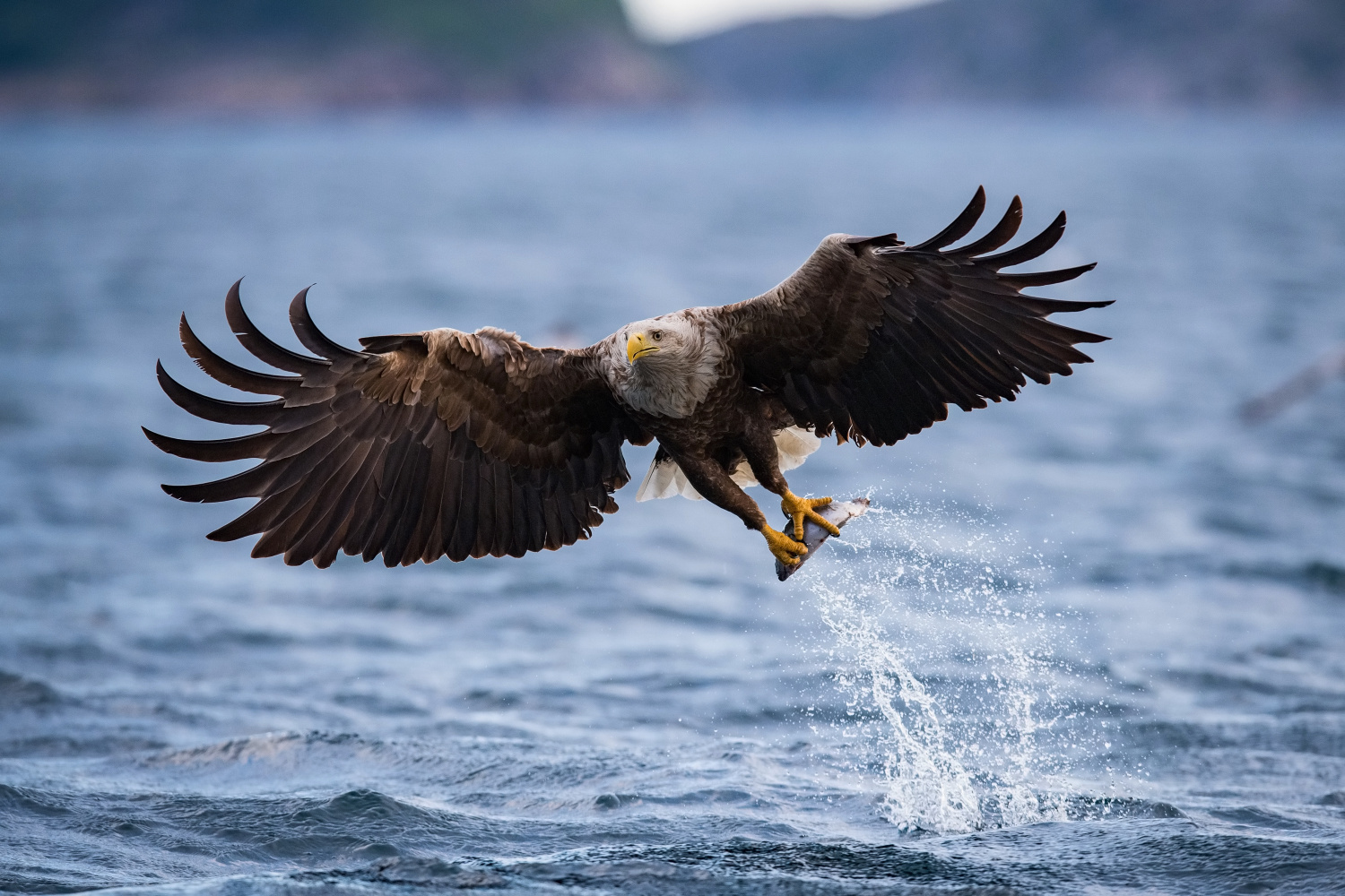 orel mořský (Haliaeetus albicilla) White-tailed eagle