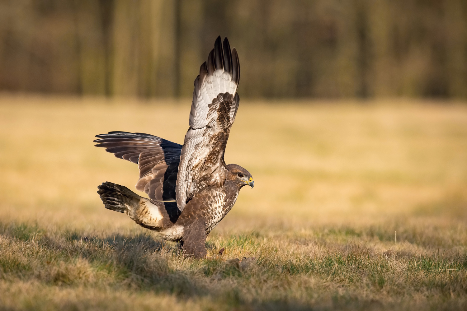 káně lesní (Buteo buteo) Common buzzard