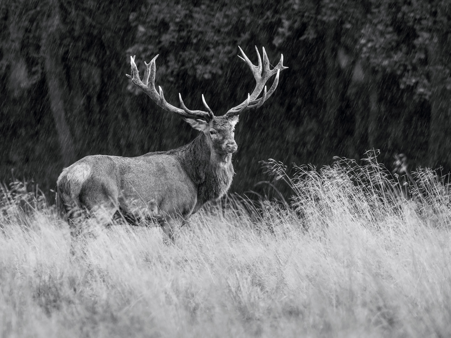 jelen lesní (Cervus elaphus) Red deer