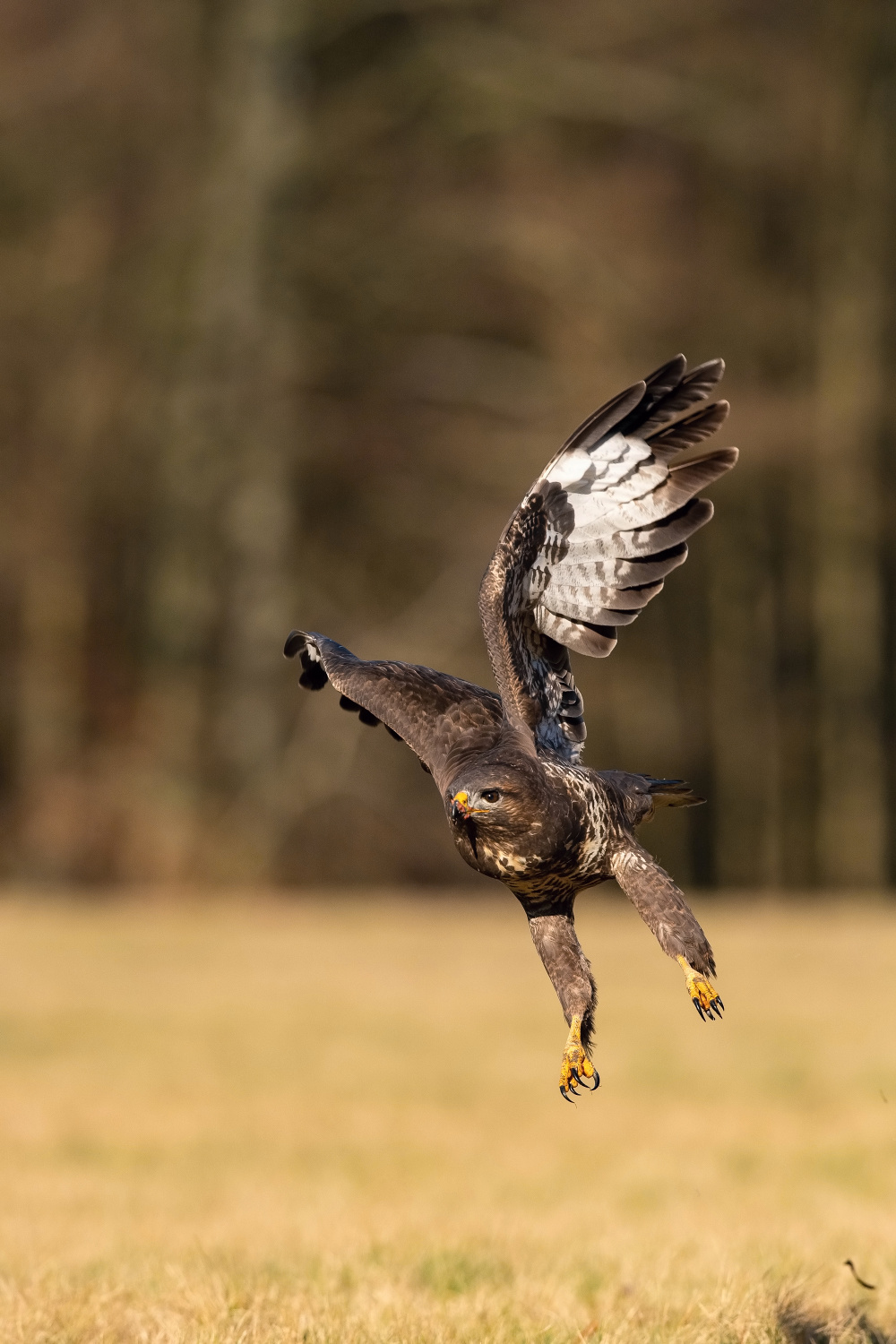 káně lesní (Buteo buteo) Common buzzard