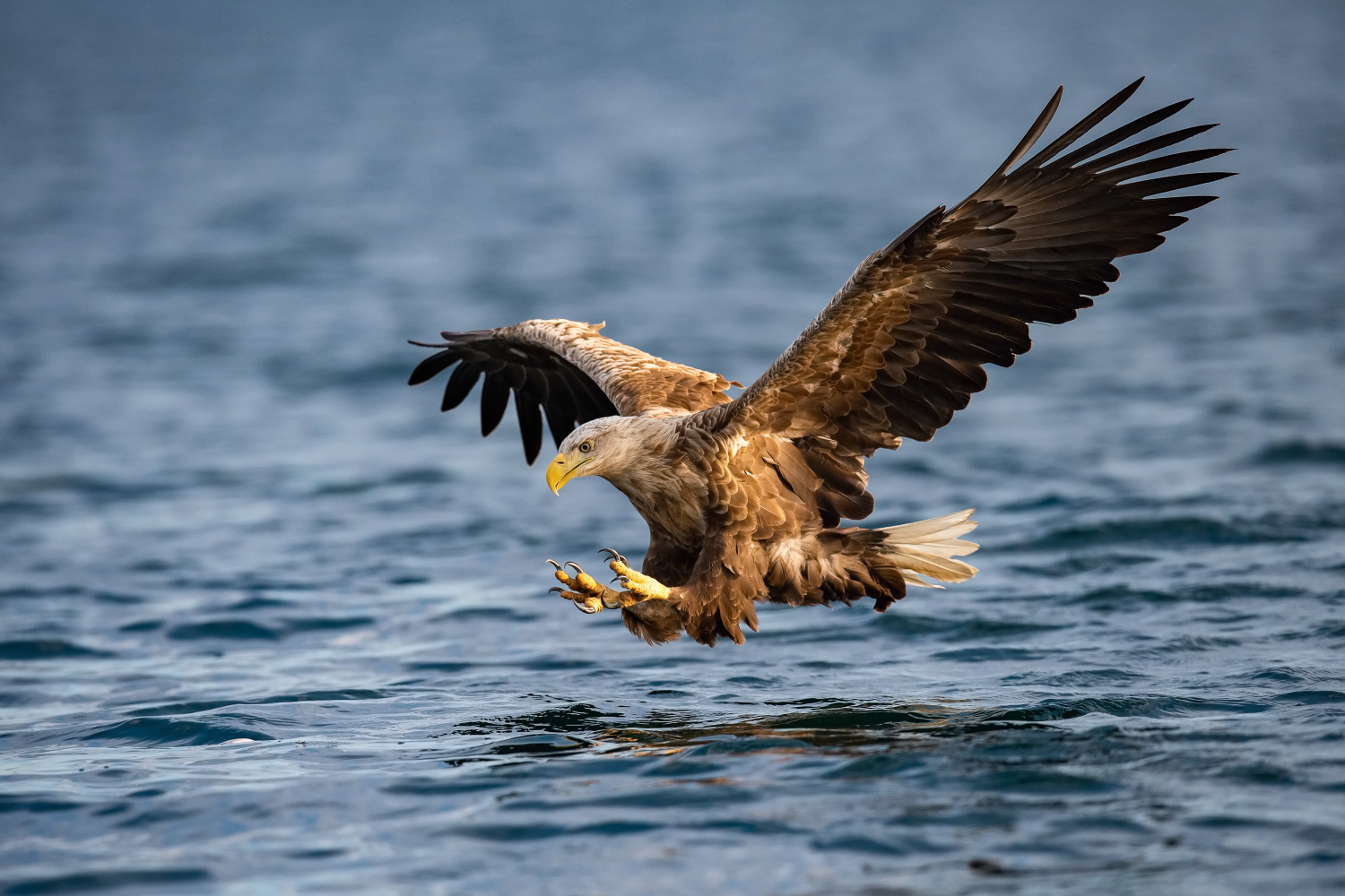 orel mořský (Haliaeetus albicilla) White-tailed eagle