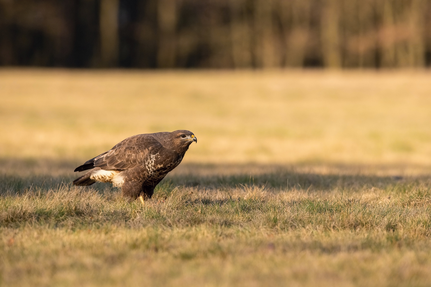 káně lesní (Buteo buteo) Common buzzard