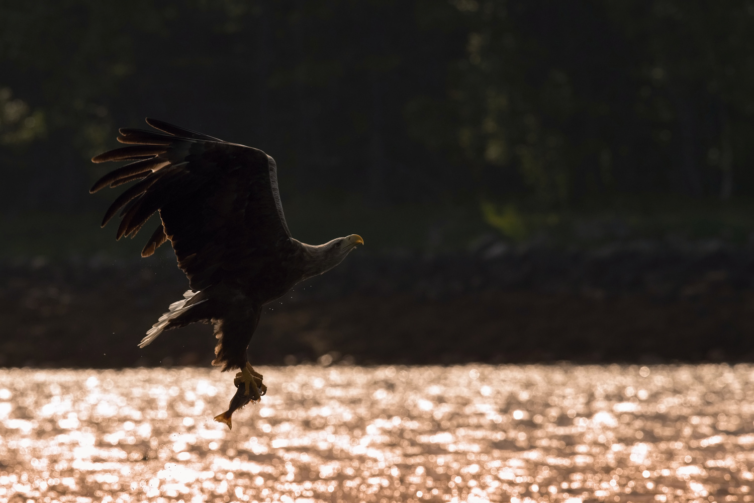 orel mořský (Haliaeetus albicilla) White-tailed eagle