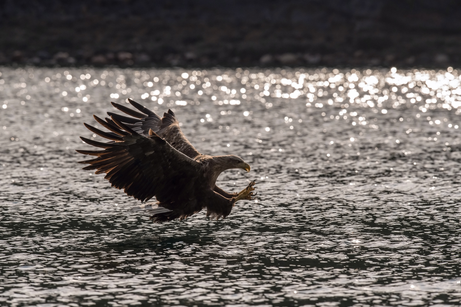 orel mořský (Haliaeetus albicilla) White-tailed eagle