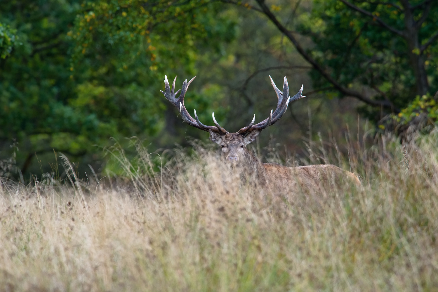 jelen lesní (Cervus elaphus) Red deer