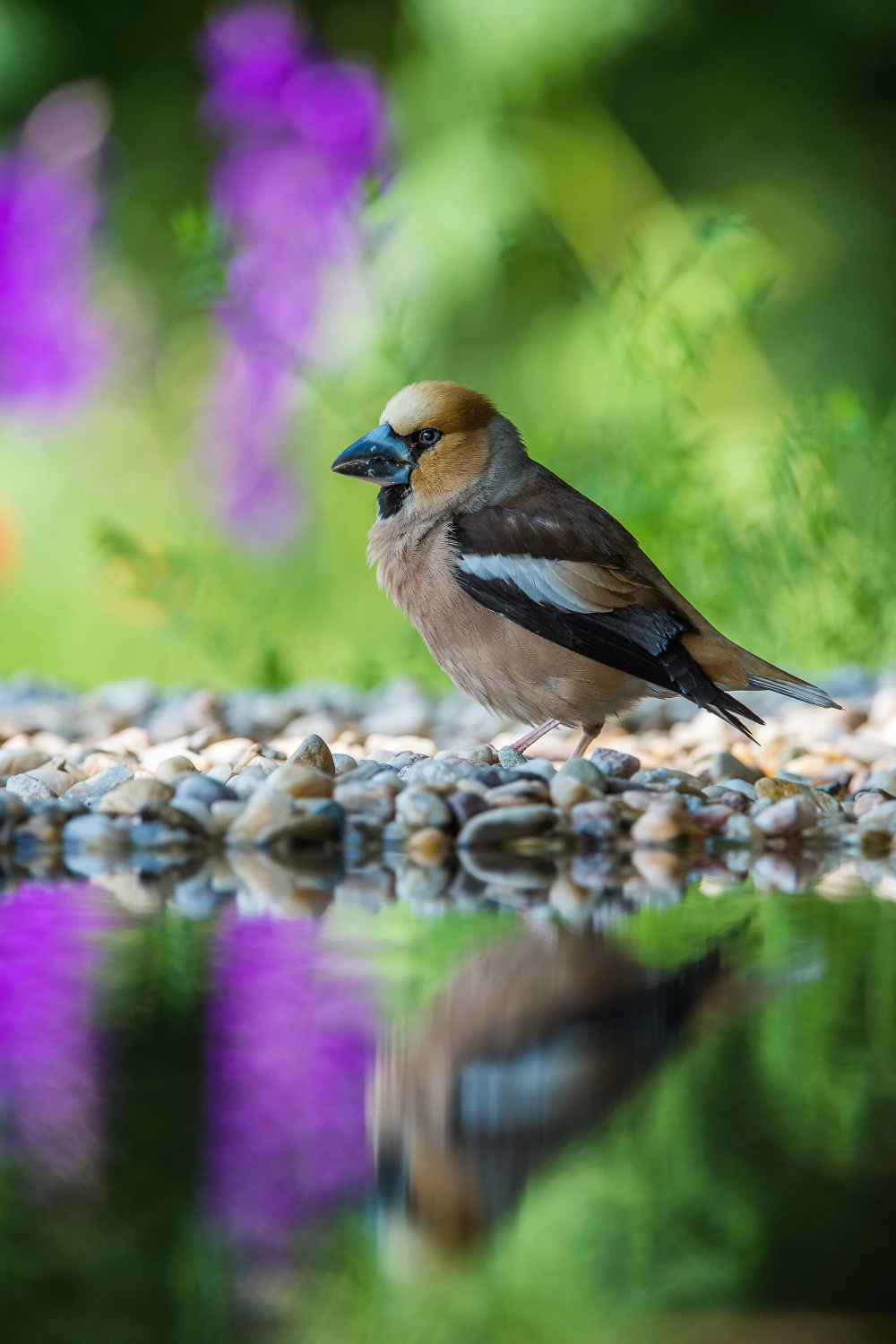 dlask tlustozobý (Coccothraustes coccothraustes) Hawfinch