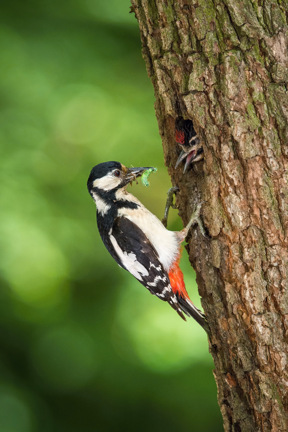 strakapoud velký (Dendrocopos major) Great spotted woodpecker