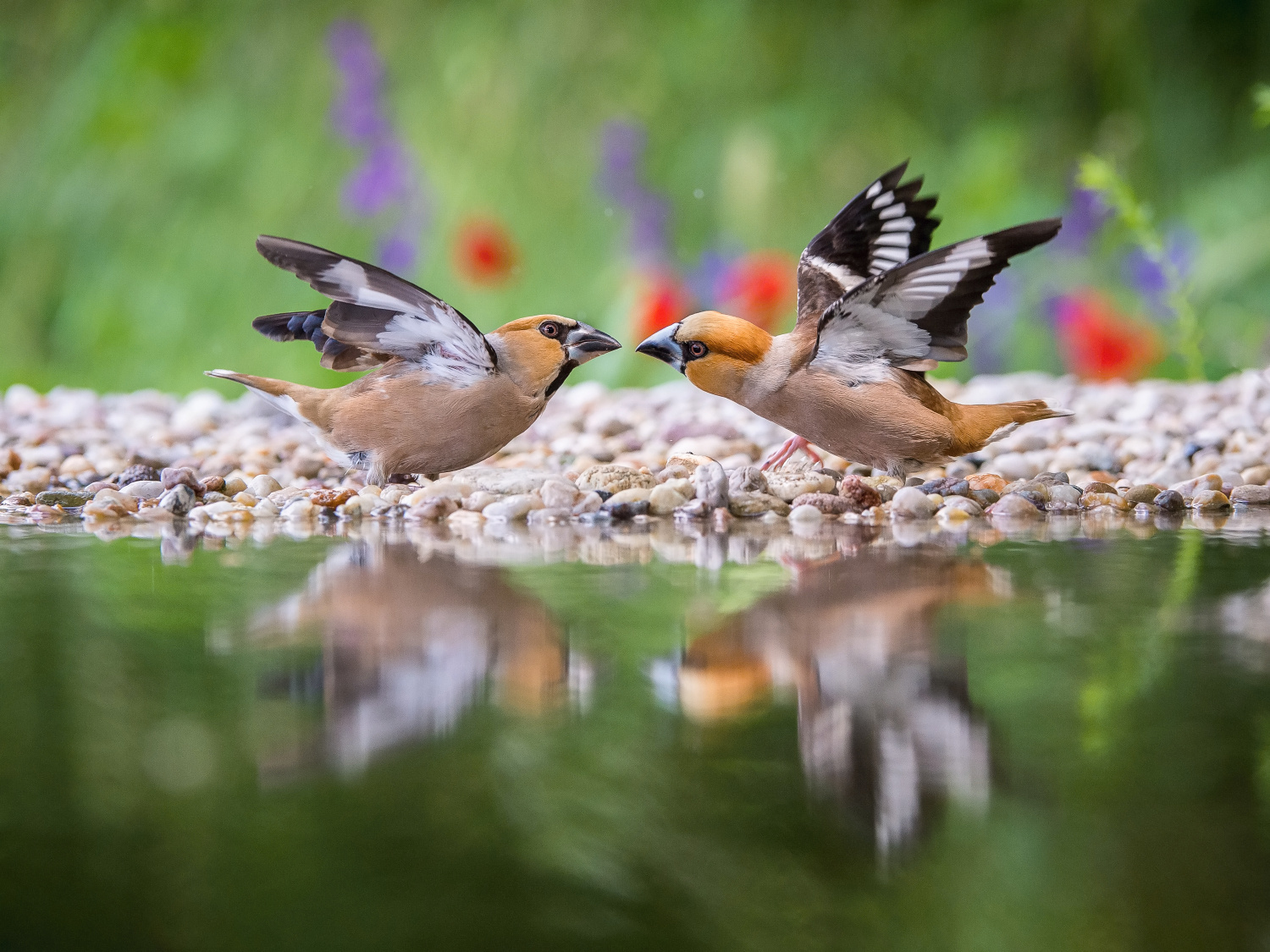 dlask tlustozobý (Coccothraustes coccothraustes) Hawfinch