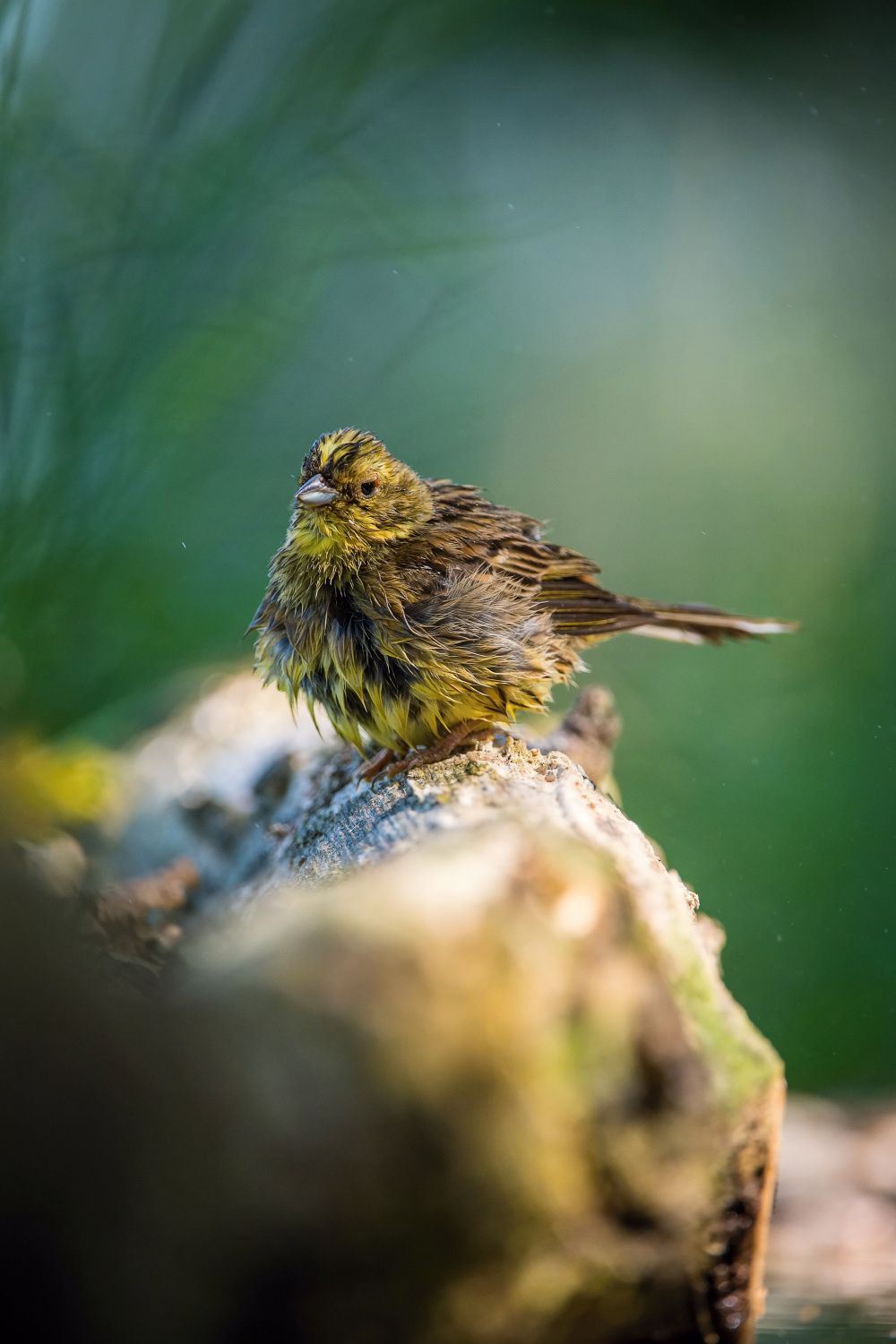 strnad obecný (Emberiza citrinella) Yellowhammer