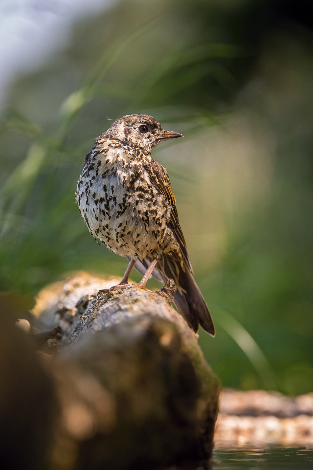 drozd zpěvný (Turdus philomelos) Song thrush