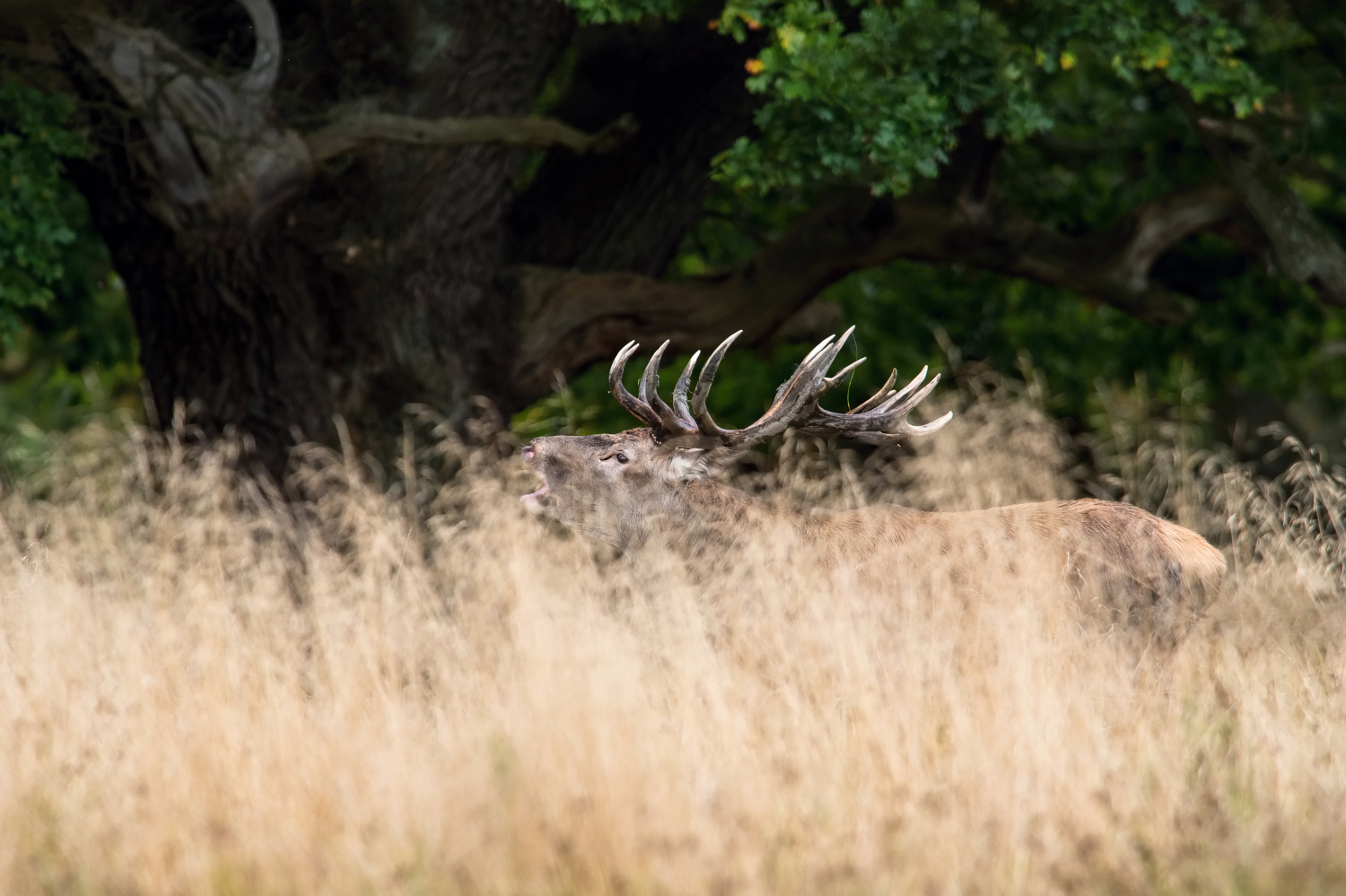 jelen lesní (Cervus elaphus) Red deer