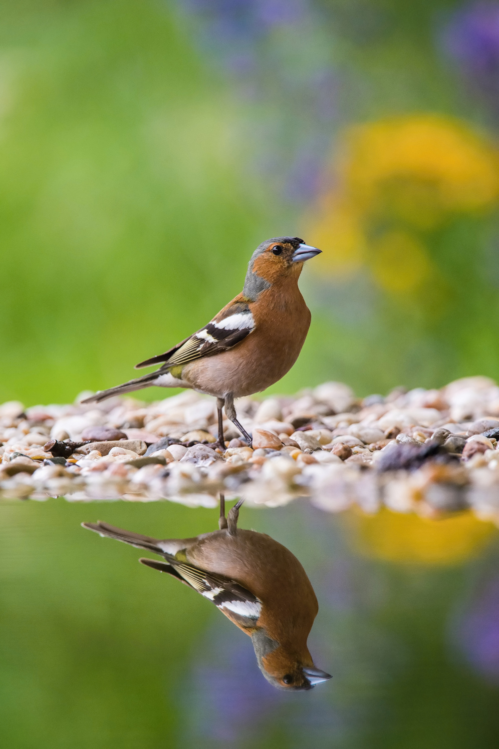 pěnkava obecná (Fringilla coelebs) Common chaffinch