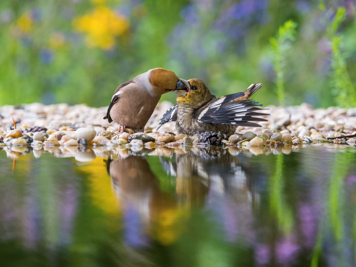 dlask tlustozobý (Coccothraustes coccothraustes) Hawfinch