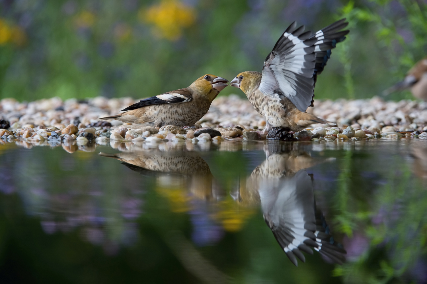 dlask tlustozobý (Coccothraustes coccothraustes) Hawfinch