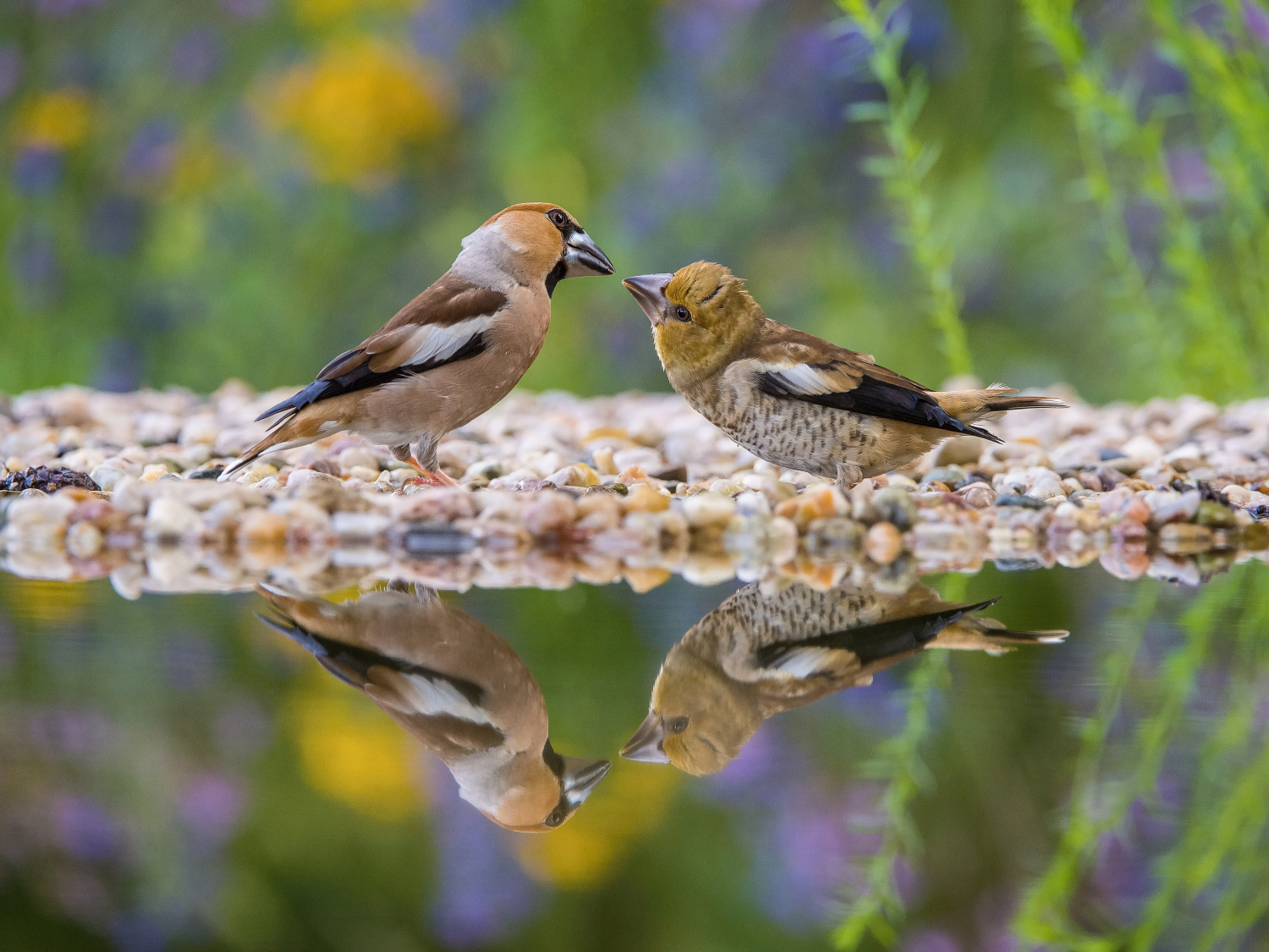 dlask tlustozobý (Coccothraustes coccothraustes) Hawfinch