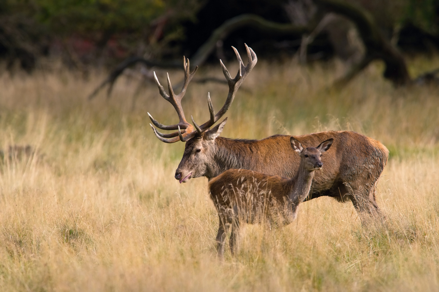 jelen lesní (Cervus elaphus) Red deer