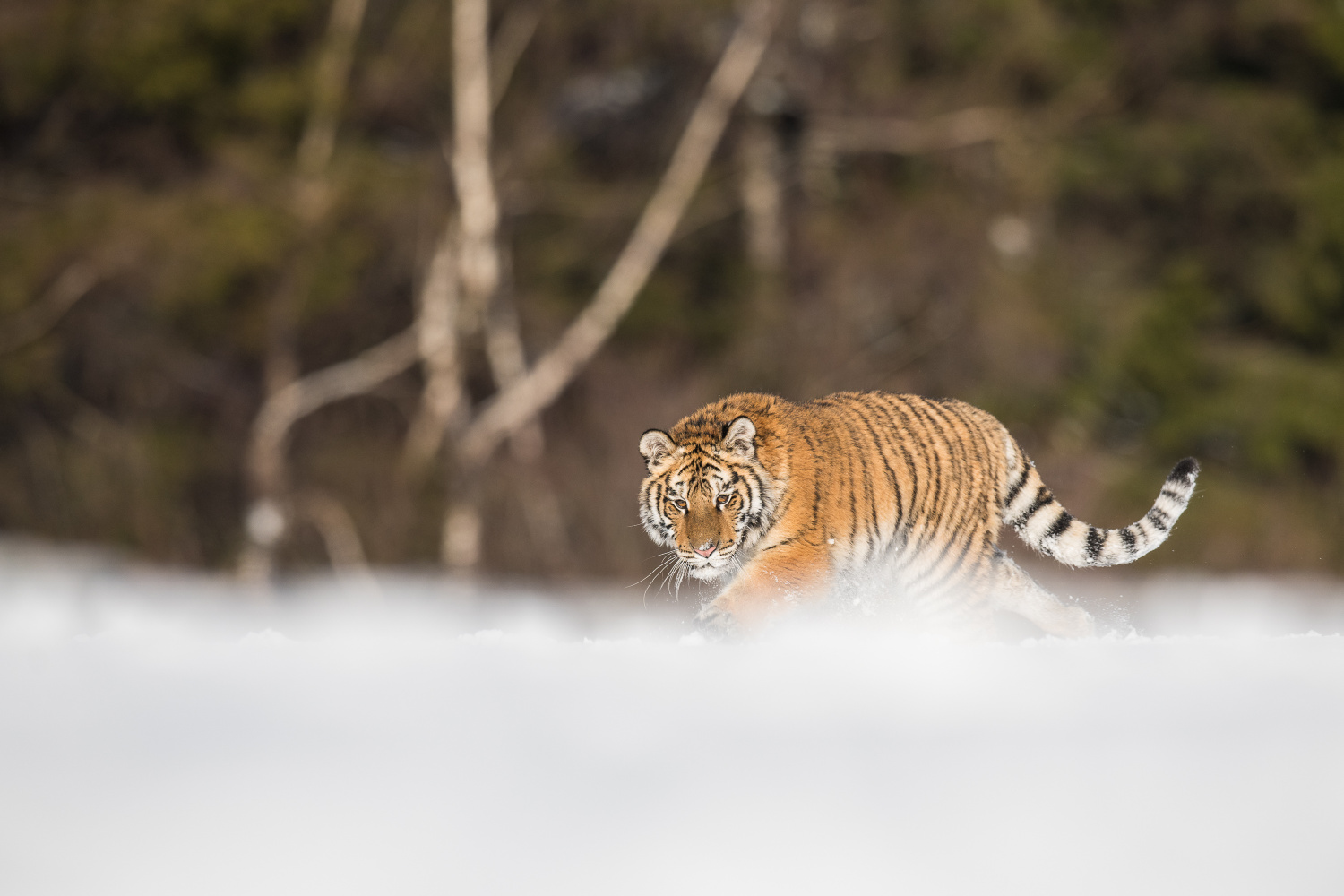 tygr ussurijský (Panthera tigris altaica) Siberian tiger