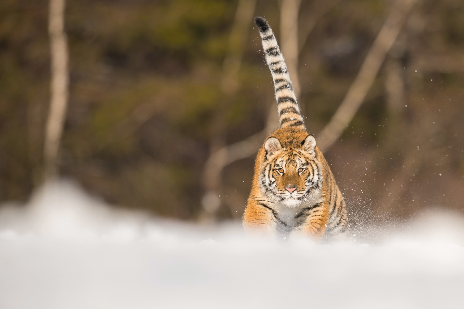 tygr ussurijský (Panthera tigris altaica) Siberian tiger