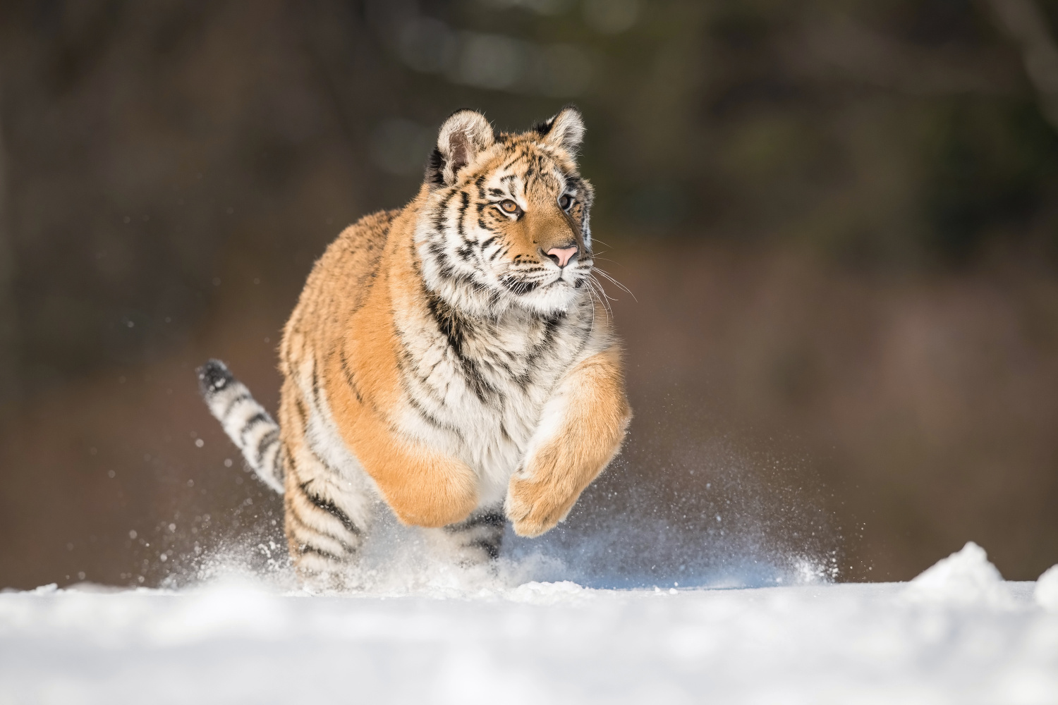 tygr ussurijský (Panthera tigris altaica) Siberian tiger