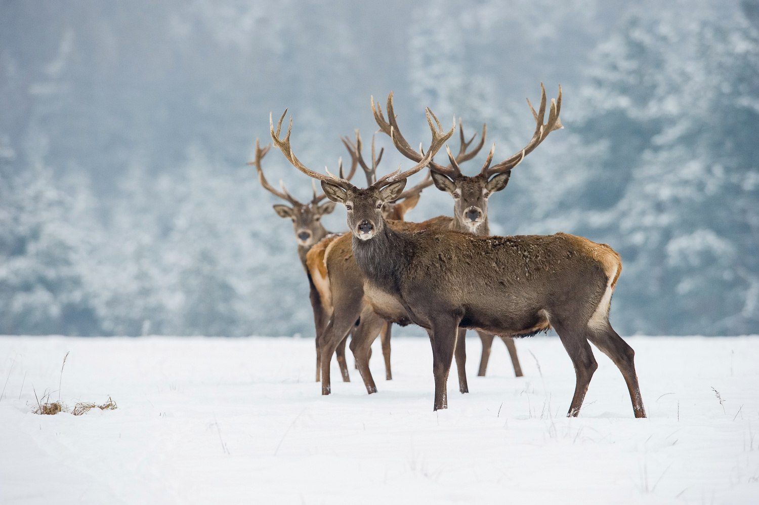 jelen lesní (Cervus elaphus) Red deer