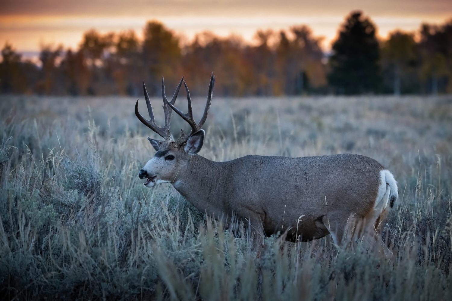 jelenec ušatý (Odocoileus hemionus) Mule deer