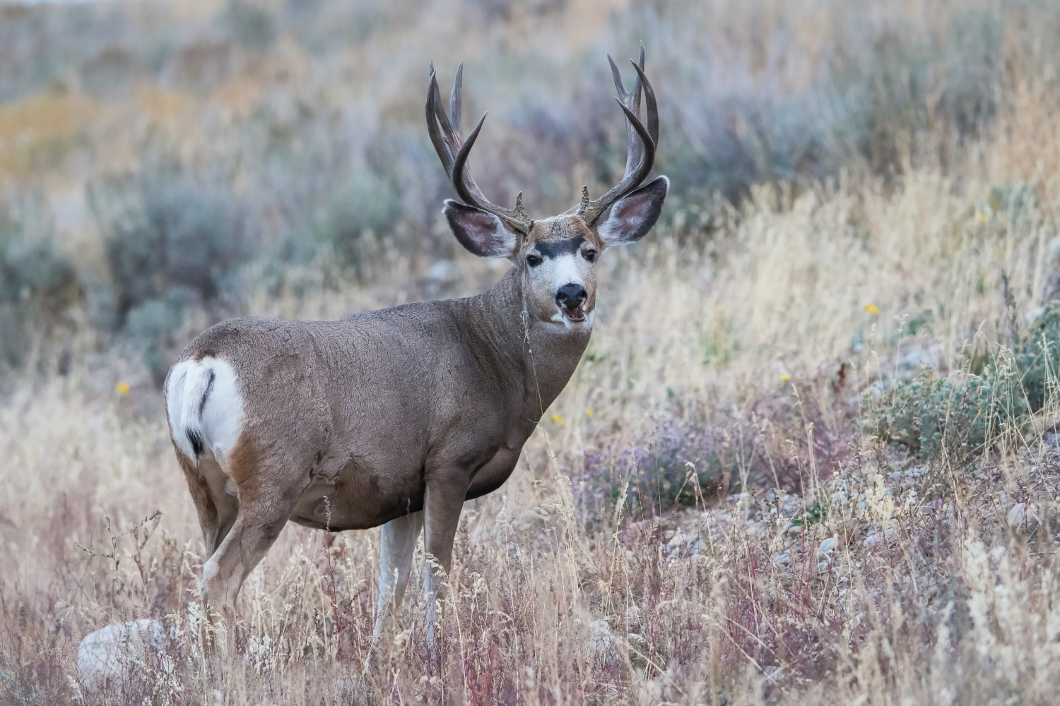 jelenec ušatý (Odocoileus hemionus) Mule deer