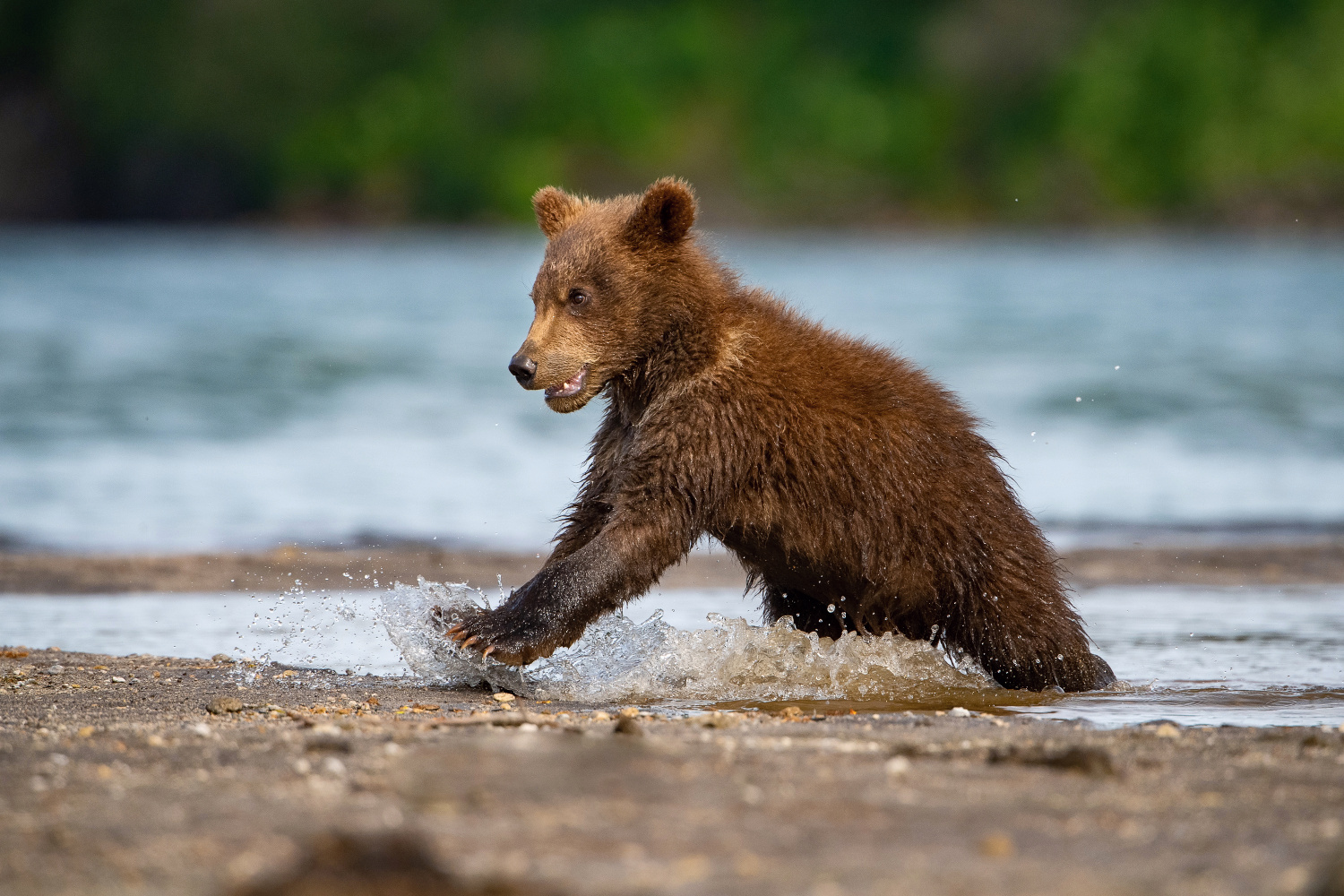 medvěd hnědý kamčatský (Ursus arctos beringianus) Kamchatka brown bear