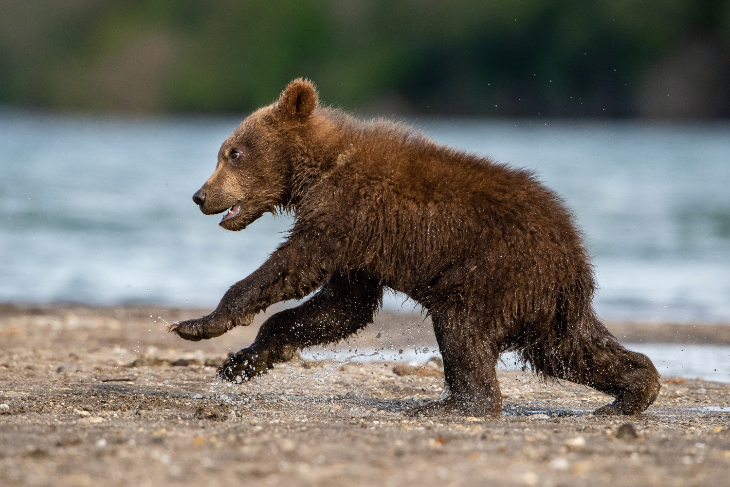 medvěd hnědý kamčatský (Ursus arctos beringianus) Kamchatka brown bear