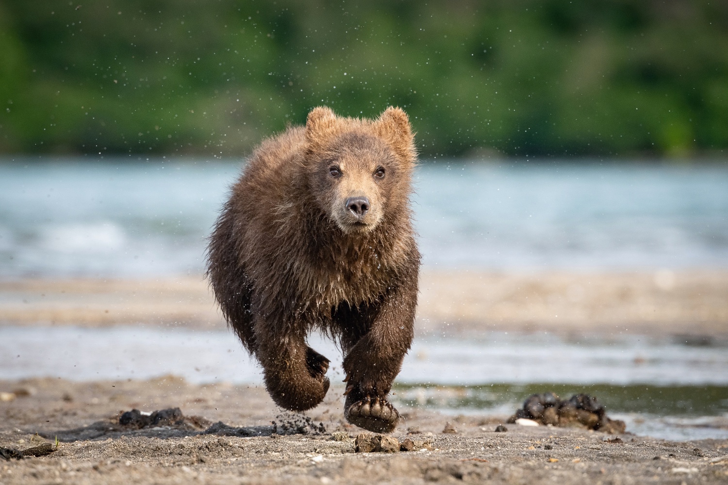 medvěd hnědý kamčatský (Ursus arctos beringianus) Kamchatka brown bear