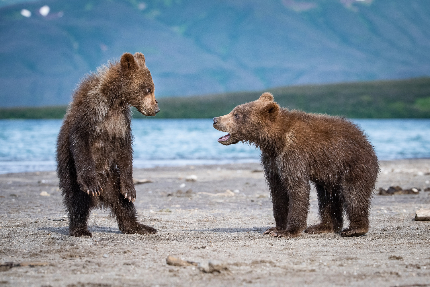 medvěd hnědý kamčatský (Ursus arctos beringianus) Kamchatka brown bear