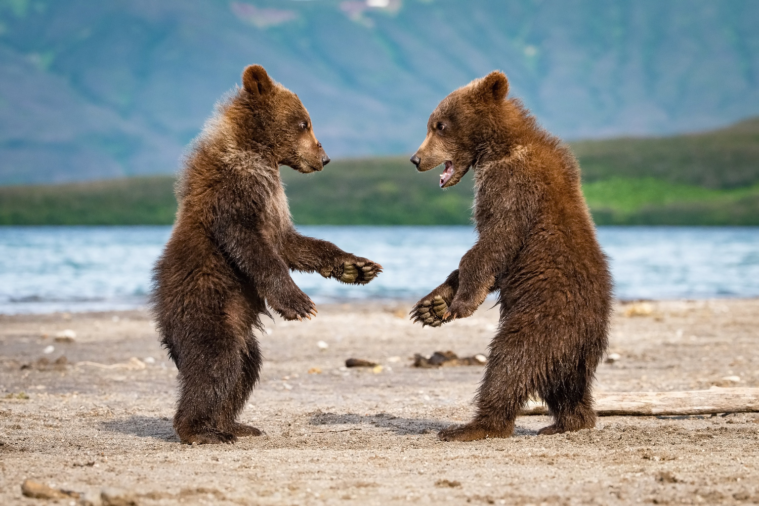 medvěd hnědý kamčatský (Ursus arctos beringianus) Kamchatka brown bear