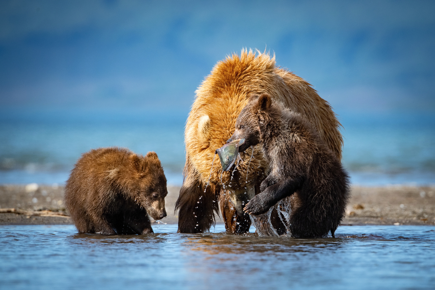 medvěd hnědý kamčatský (Ursus arctos beringianus) Kamchatka brown bear