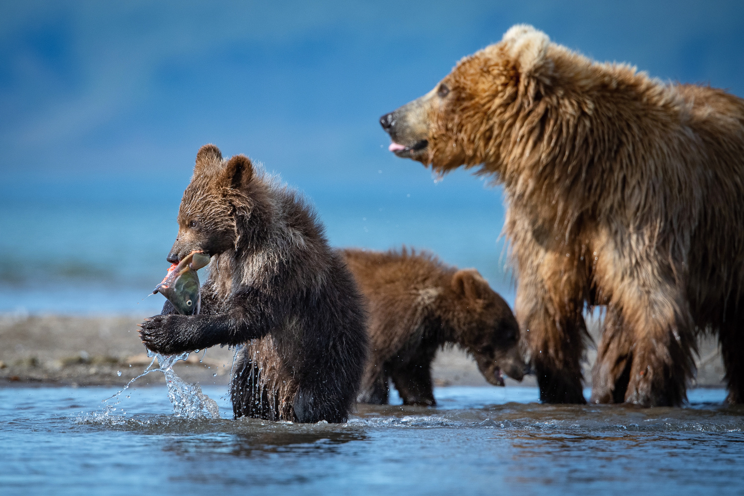 medvěd hnědý kamčatský (Ursus arctos beringianus) Kamchatka brown bear